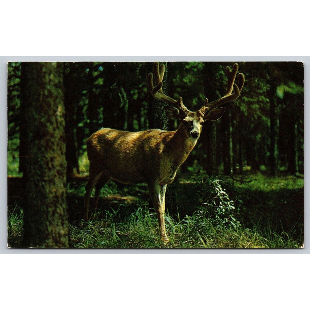 Postcard Harrisburg PA Greetings The Capital City "In The Velvet" Deer Buck Vtg